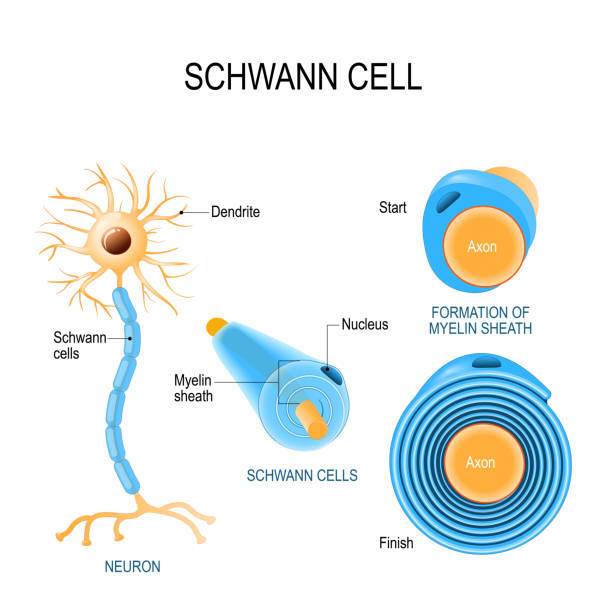Schwann cells. Structure of neurolemmocytes. Schwann cells. Structure of neurolemmocytes. Anatomy of a typical human neuron medulla stock illustrations