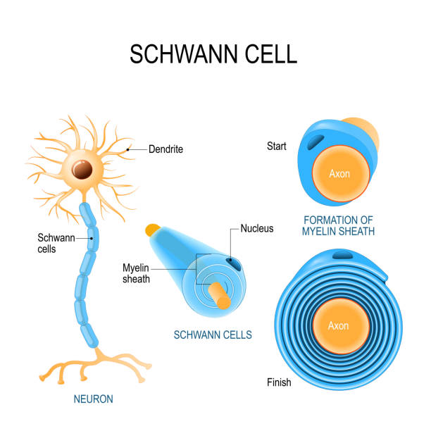 Schwann cells. Structure of neurolemmocytes. Schwann cells. Structure of neurolemmocytes. Anatomy of a typical human neuron human cell nucleus stock illustrations