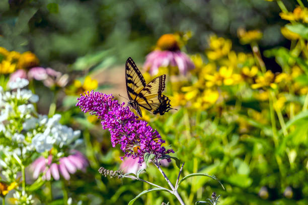 istock Eastern tiger swallowtail, Papilio glaucus 914673062
