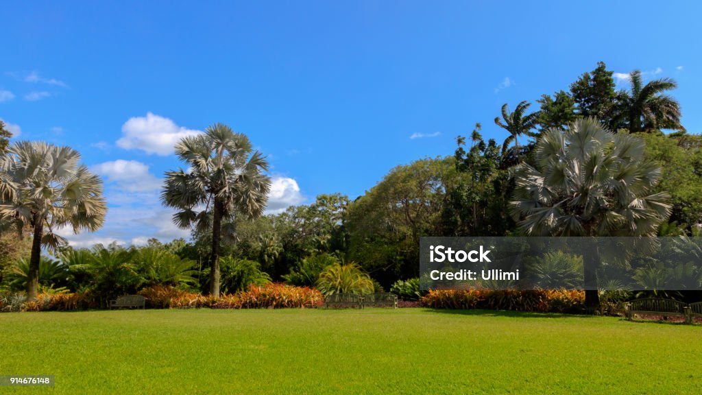 Meadow and palms in Fairchild Tropical Botanic Garden, Florida, USA Meadow and palms in Fairchild Tropical Botanic Garden on a beautiful day in the background blue sky with clouds, Florida, USA Florida - US State Stock Photo