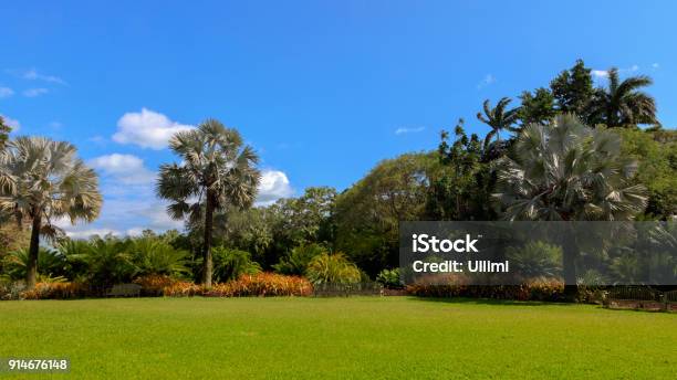 Meadow And Palms In Fairchild Tropical Botanic Garden Florida Usa Stock Photo - Download Image Now