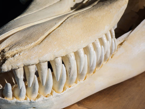 Killer whale skull stock photo