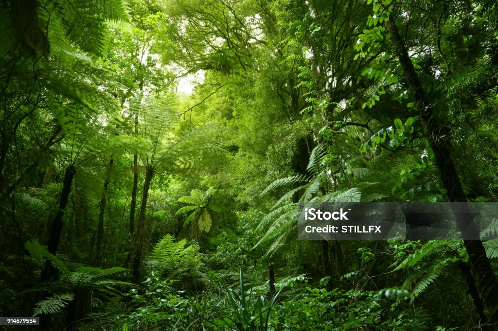 Ferns del árbol en la selva - Foto de stock de Bosque libre de derechos