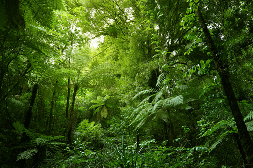 Green tree ferns in tropical jungle