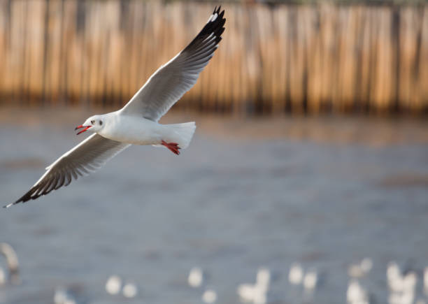 istock Laridae flying in the sky (Charadriiformes) 914680498