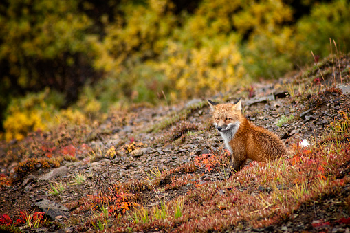 A photo of a Fox in Denali National Park, Alaska, USA