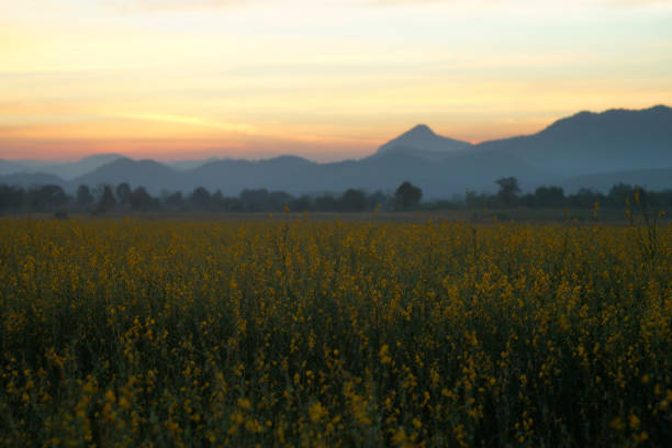 istock sunn hemp or crotalaria juncea flower with beautiful sky background 914682978