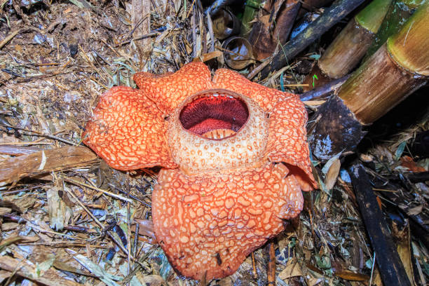 Organs Rafflesia 90+ Rafflesia Arnoldii Carne Flor Fotografías de stock, fotos e ...