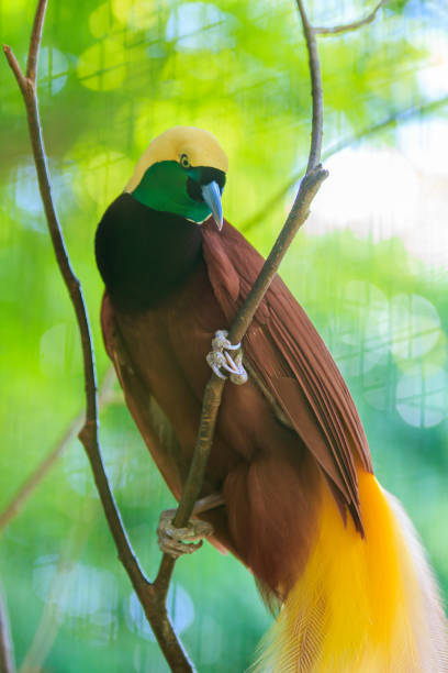 Lesser Bird of Paradise or Paradisaea minor. One Of the most exotic birds in Papua New Guinea.