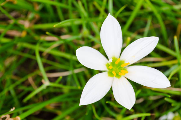 istock small white daisy flower with highlighted petals with green background and top view. copy space. 914686810