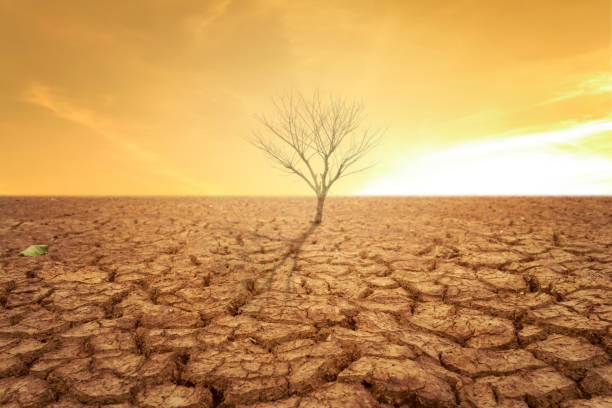 istock Drought land and hot weather and dry tree 914686968