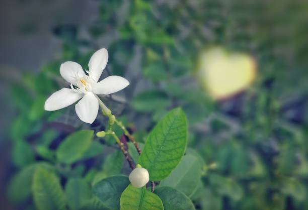 Beautiful white flowers on blurry green shrubs with yellow light heart shape. Concepts of valentines day with pure love. (The flower scientific name is "Jasminum Auriculatum") jasminum auriculatum flowers stock pictures, royalty-free photos & images