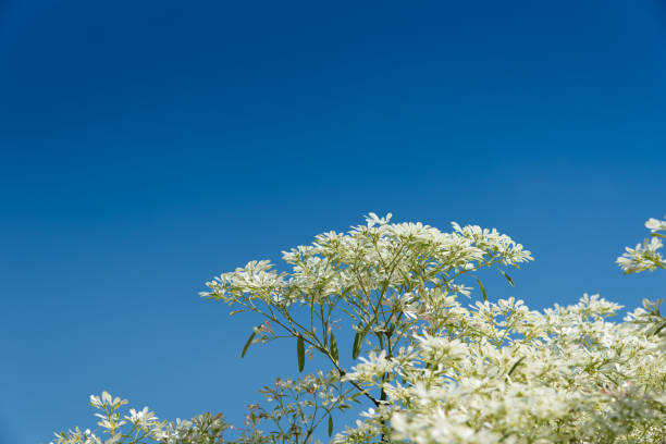 istock Beautiful tree branches with white leaves against blue sky background. 914691290