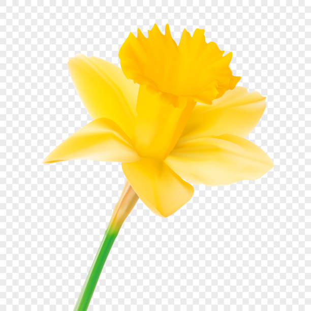 illustrations, cliparts, dessins animés et icônes de jonquille - daffodil flower isolated cut out