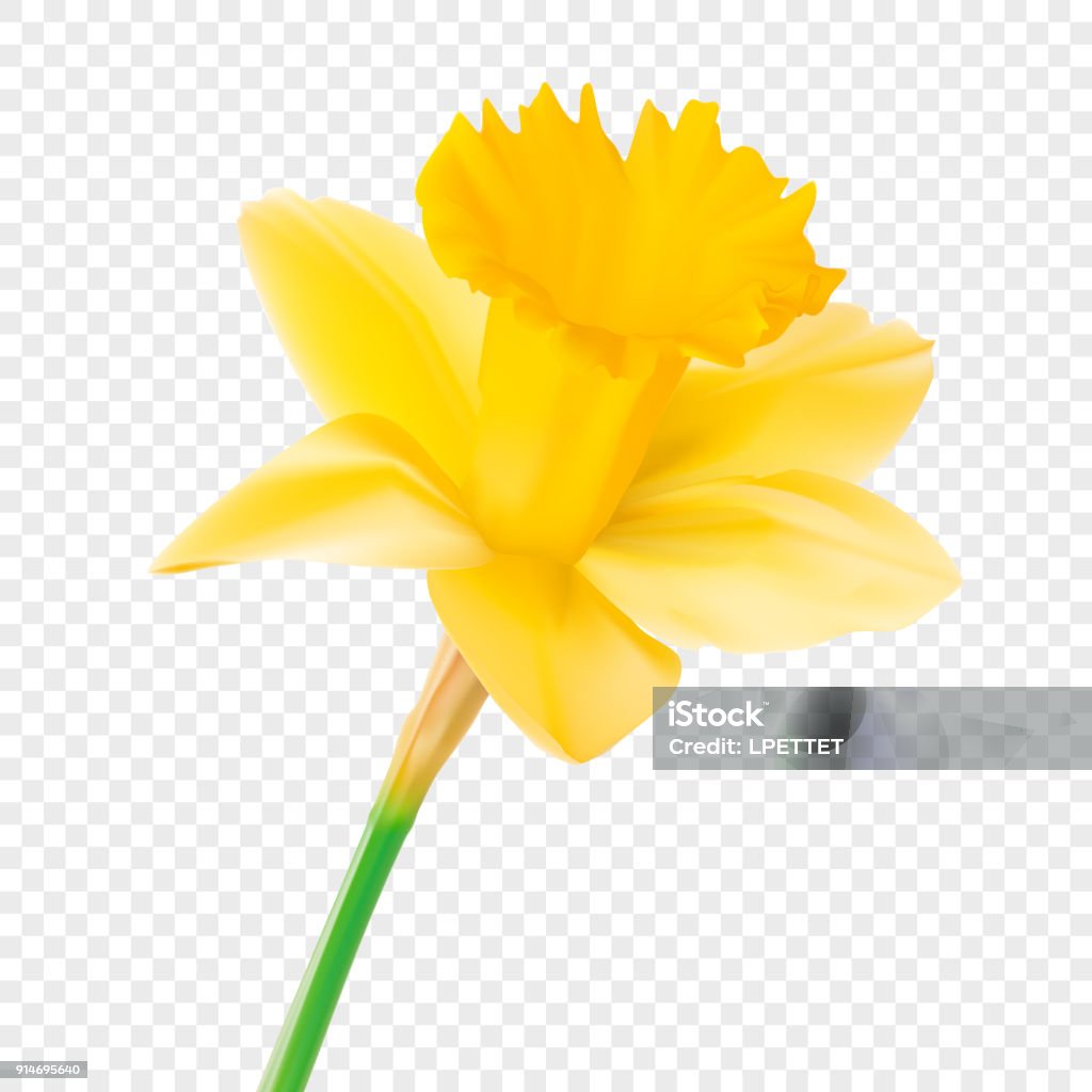 Daffodil A vector illustration of a Daffodil. Daffodil stock vector