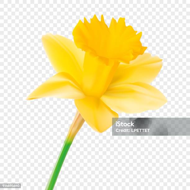 Daffodil Stock Illustration - Download Image Now - Daffodil, Flower, Narcissus - Mythological Character