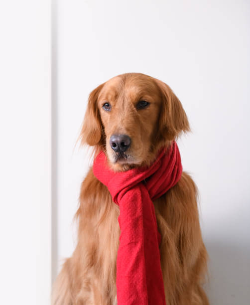 istock Golden Retriever wearing a scarf 914696018