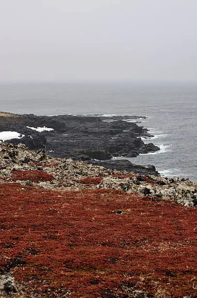 A field of crowberry over a lava beach on St Paul Island overlooking the Bering sea on a typically gray day in the Arctic.