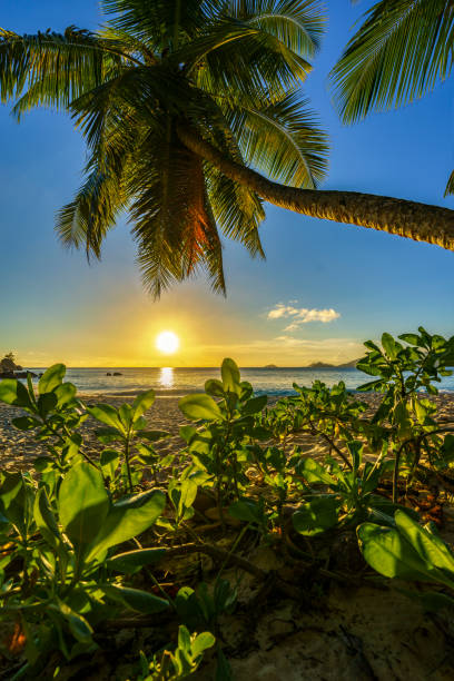 istock beautiful romantic sunset with a palm in paradise, seychelles beach 9 914711124