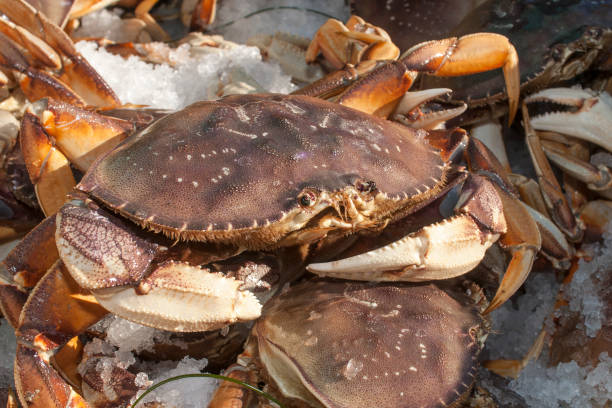 istock Close-up of Live Dungeness Crab in Shipping Container 914711800