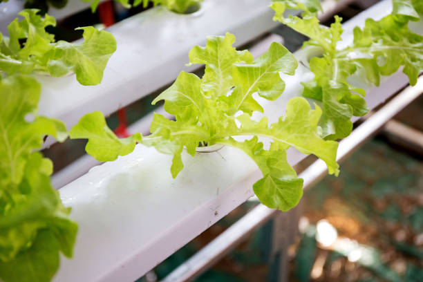 istock Hydroponic vegetable is planted in a garden 914711816