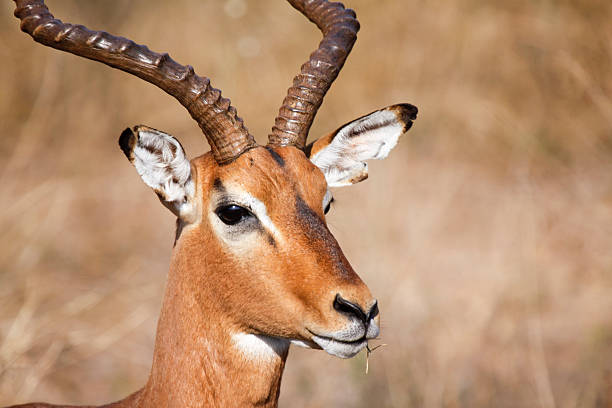 istock Impala in Kruger Park, South Africa 91471264
