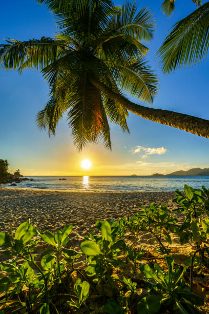 istock beautiful romantic sunset with a palm in paradise, seychelles beach 8 914714818