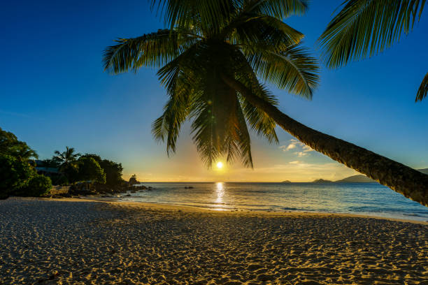 istock beautiful romantic sunset with a palm in paradise, seychelles beach 7 914718404