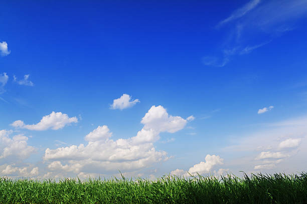 istock Stripe of rich green grass against blue sky background 91472072