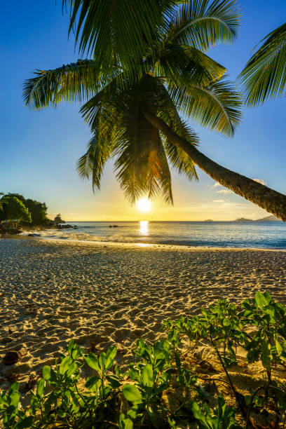 istock beautiful romantic sunset with a palm in paradise, seychelles beach 6 914721742