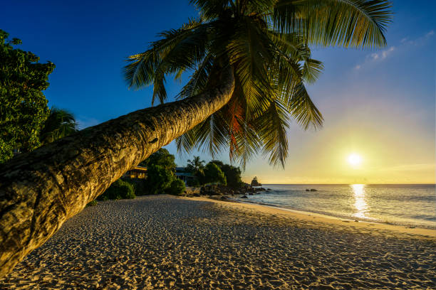 istock beautiful romantic sunset with a palm in paradise, seychelles beach 2 914726580