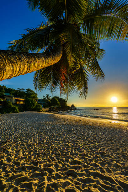 istock beautiful romantic sunset with a palm in paradise, seychelles beach 11 914729856