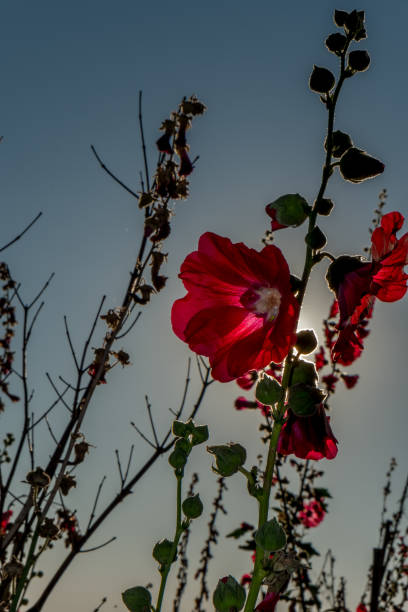 istock Red hollyhocks with morning sunlights. 914730122