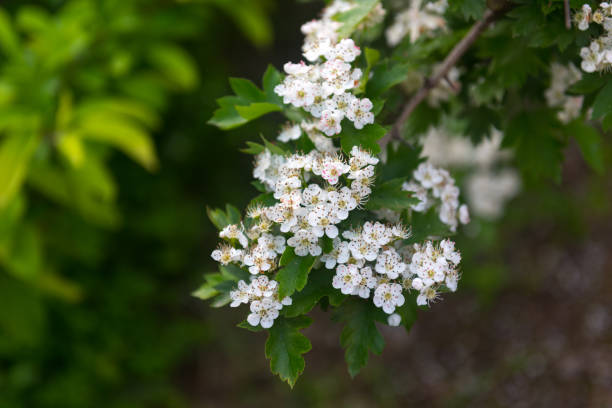 flowering branch of hawthorn - wakening imagens e fotografias de stock