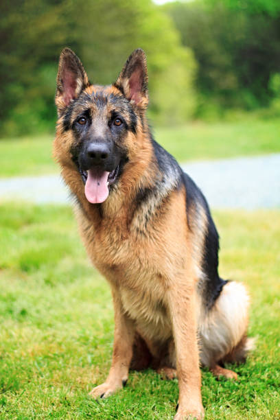 istock Large dog sitting in the grass 914733538