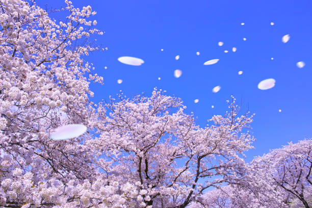 pétales de diffusion de l’arbre de la cerise (sakurafubuki) - cherry blossom sakura cherry tree tree photos et images de collection