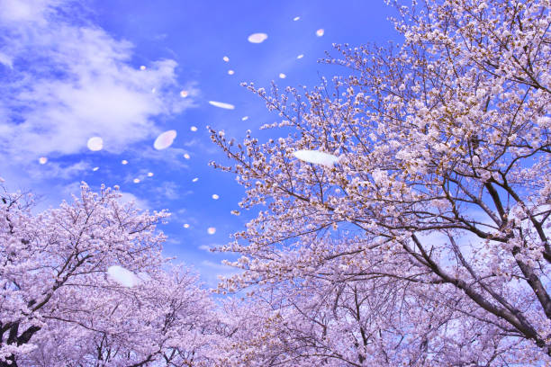 桜の木 (sakurafubuki) から花びら - 桜吹雪 ストックフォトと画像