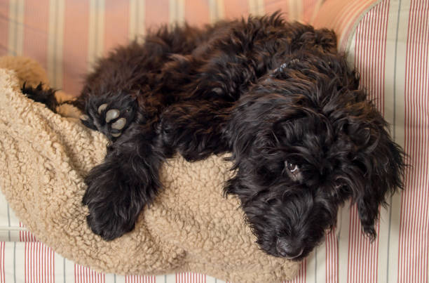 istock Furry black puppy lying on a chair 914734704