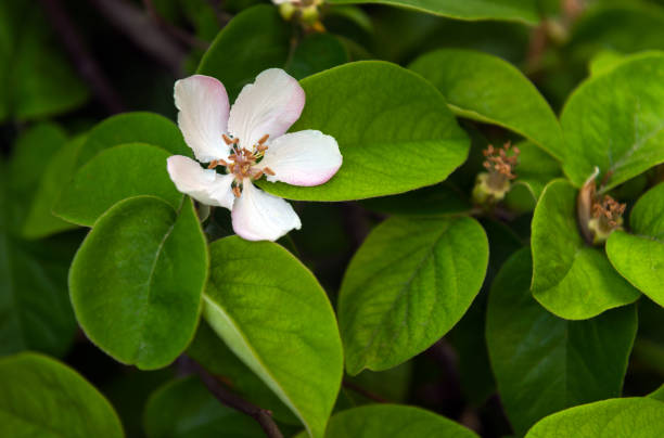 istock Flowering quince in garden 914734784