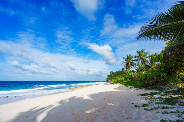 istock beautiful lonely beach with palms in paradise, anse bazarca, seychelles 2 914734832