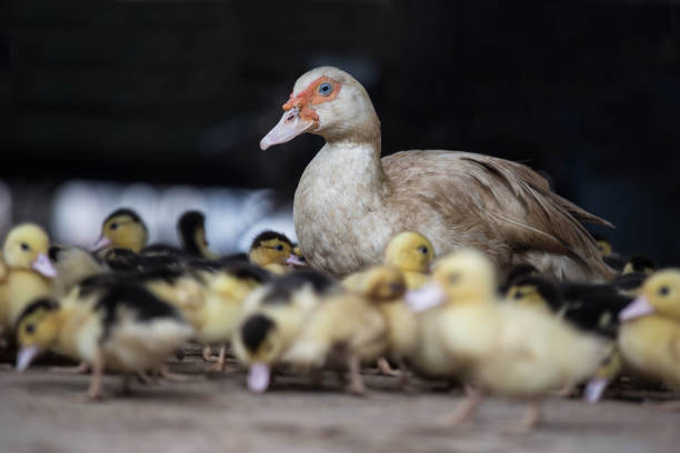 Mother duck and baby ducks