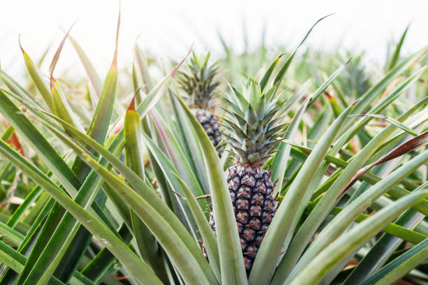 istock pineapple grows on farm at morning. 914738930