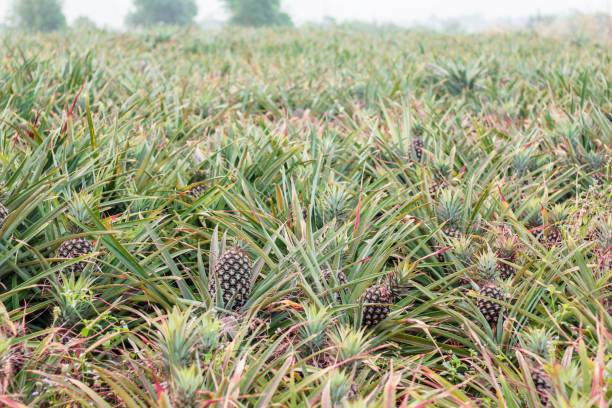 istock planting of pineapple. 914738980