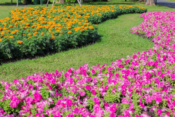 istock Planting flower in garden. 914738996