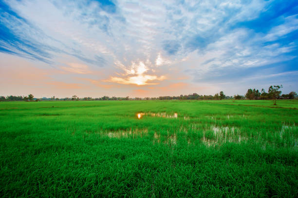 istock Field, Dawn, Dusk, Land, Meadow 914739150