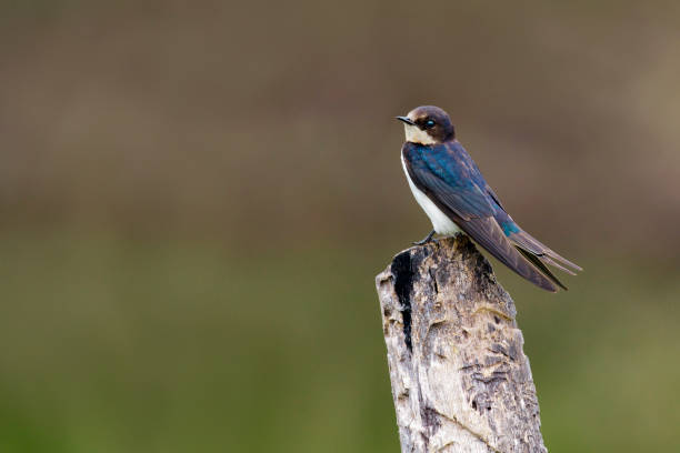 Image of Barn swallow bird (Hirundo rustica) on the stumps on the natural background. Bird. Animal. stock photo