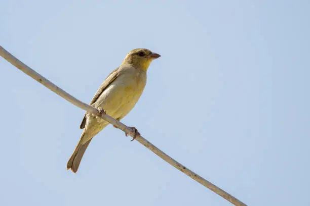Photo of Image of sparrow on the wires. bird. Animal.