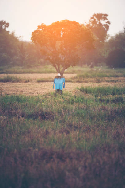 istock scarecrow in paddy field, Thailand 914746058