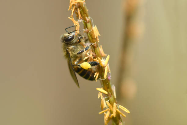 istock Honey Bee and grass flower in Nature Background. 914746152