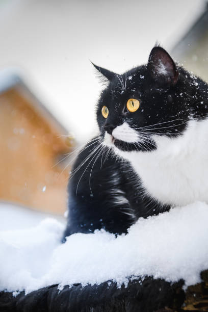 istock cat sits on a roof during snowfall. Winter day. 914746838